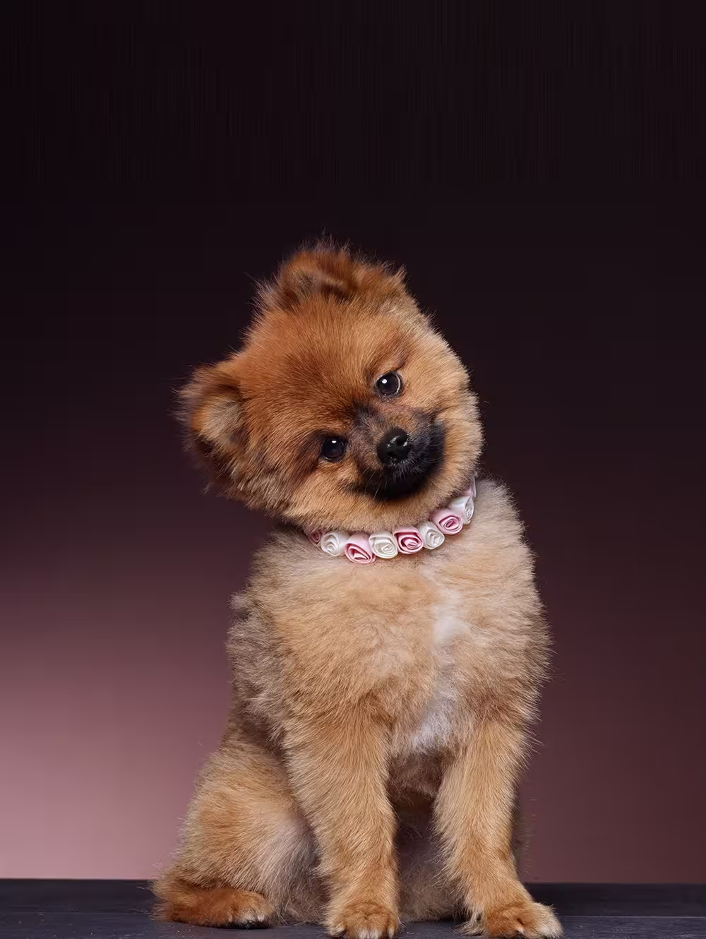 Halsband für den Hund | Rosen in blau oder pink