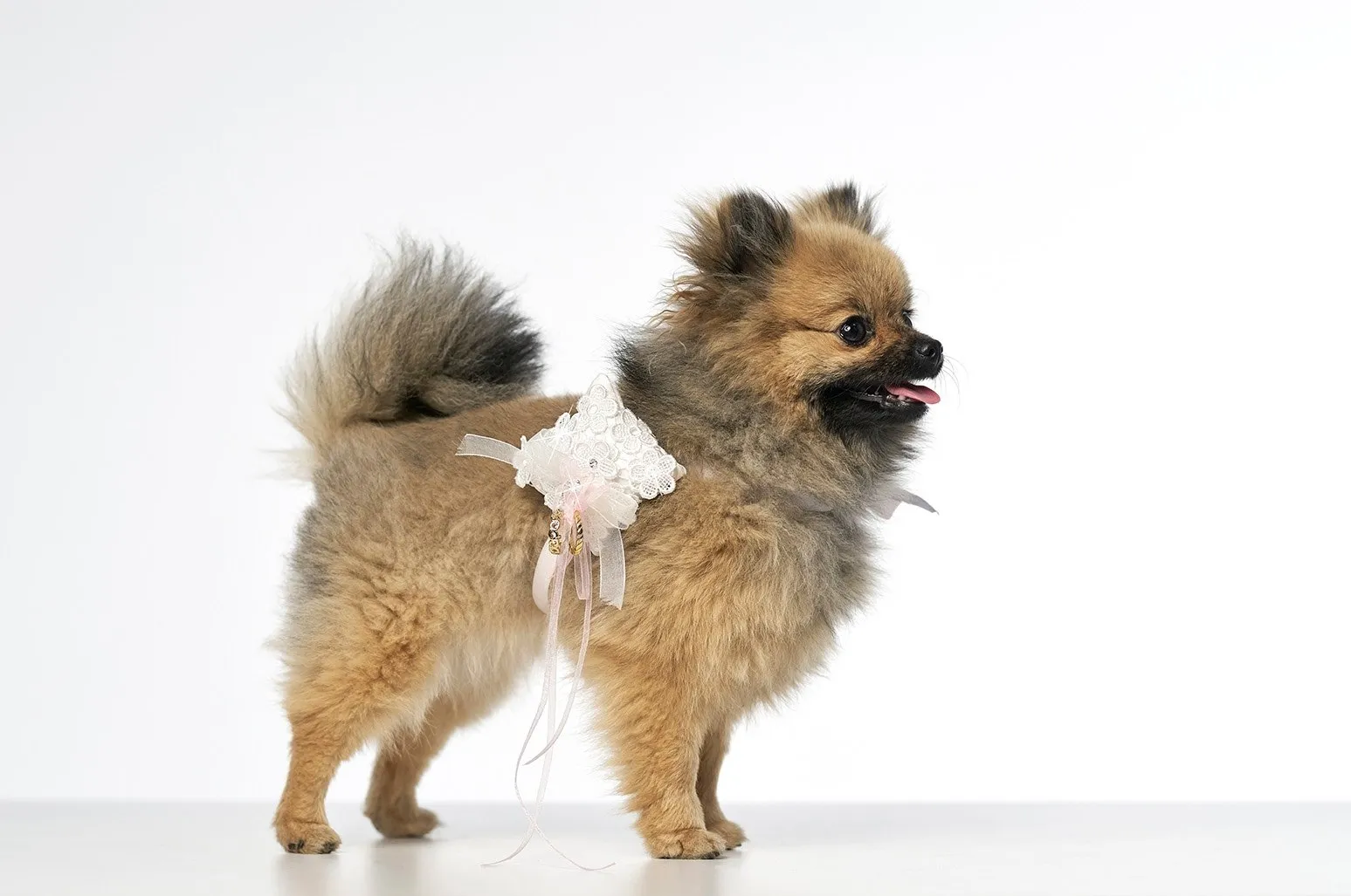 Ringkissen für den Hund